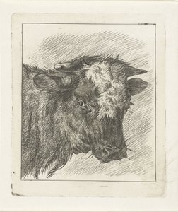Testa di una mucca con macchia bianca da Jacobus Cornelis Gaal