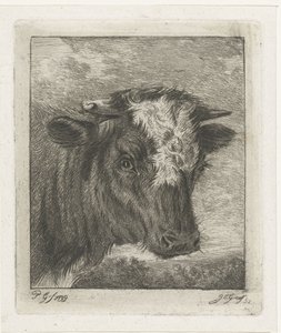 Testa di una mucca con macchia bianca da Jacobus Cornelis Gaal