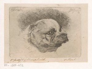Testa di un carlino da Jacobus Cornelis Gaal