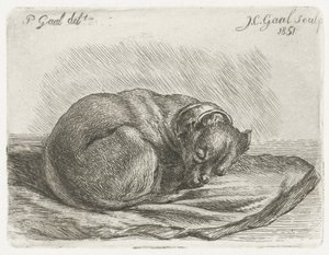 Cane addormentato su una coperta
