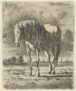 Cavallo bianco in piedi