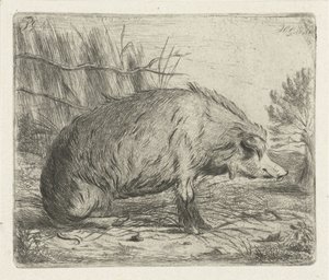 Cinghiale seduto da Jacobus Cornelis Gaal