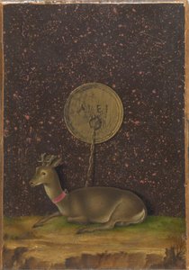 Ritratto di Alvise Contarini(); (verso) Un capriolo legato da Jacometto Veneziano
