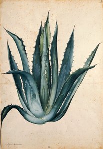 Pianta del secolo (Agave americana) di Jacopo Ligozzi