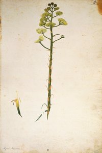 Fiore di agave (Agave americana) di Jacopo Ligozzi