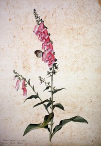 Herbarium: Digitalis purpurea con Papilio paphia
