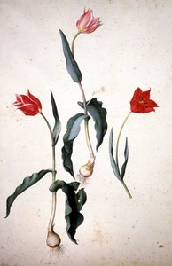 Erbario: Tulipa Gesaeriana da Jacopo Ligozzi