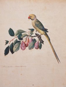 Prunus domestica e Psittacus Alexandri