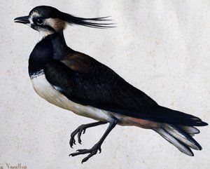 Tringa vanellus (Pavoncella) di Jacopo Ligozzi da Jacopo Ligozzi
