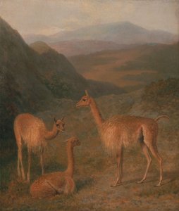 Vigogne da Jacques-Laurent Agasse