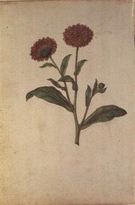 Calendula officinalis, c.1568 da Jacques  Le Moyne