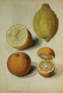 Limoni: Citrus limonum e Citrus aurantium, 1568 circa (acquerello su carta) da Jacques (1533 88) Le Moyne