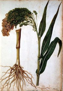 Setaria italica, c.1568 da Jacques  Le Moyne