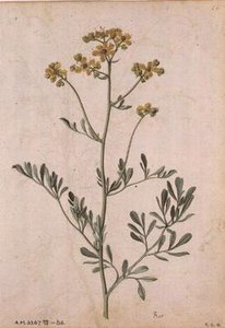 Ruta graveolens, c.1568