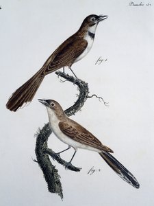 Maschio e femmina di Monarca dagli occhiali (Monarcha trivirgata) da Jacques (after) Barraband
