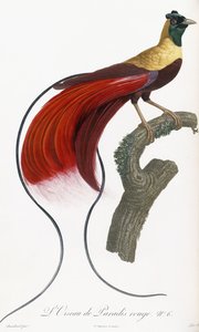 Uccello del paradiso rosso da Jacques Barraband