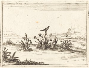 Uccello posato su un cardo da Jacques Callot