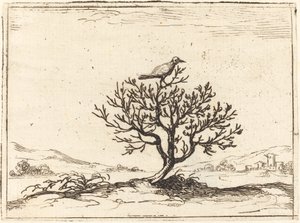 Usignolo in un Cespuglio da Jacques Callot