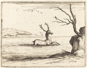 Cervo nell