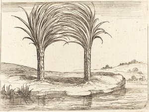 Due palme da Jacques Callot