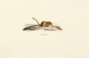  da Jacques Christophe Werner