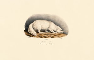  da Jacques Christophe Werner