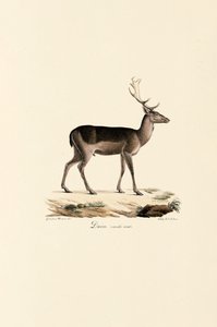  da Jacques Christophe Werner