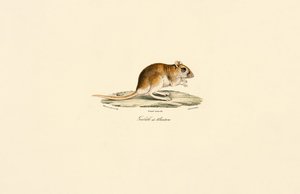  da Jacques Christophe Werner