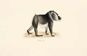  da Jacques Christophe Werner