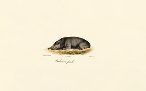  da Jacques Christophe Werner