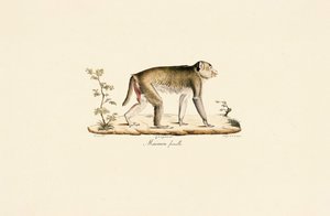  da Jacques Christophe Werner