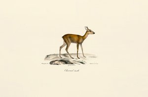  da Jacques Christophe Werner