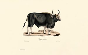  da Jacques Christophe Werner
