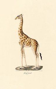  da Jacques Christophe Werner