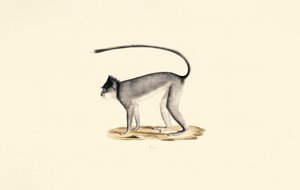  da Jacques Christophe Werner