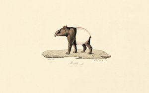 Tapiro malese da Jacques Christophe Werner