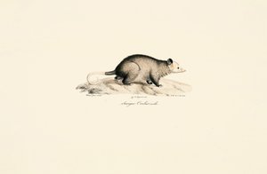 da Jacques Christophe Werner