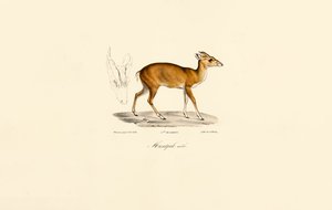  da Jacques Christophe Werner
