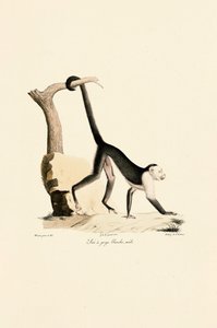  da Jacques Christophe Werner