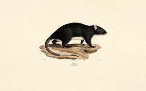  da Jacques Christophe Werner