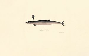  da Jacques Christophe Werner
