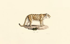  da Jacques Christophe Werner
