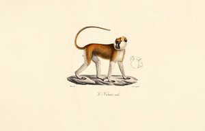  da Jacques Christophe Werner