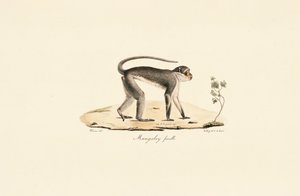  da Jacques Christophe Werner