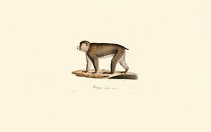  da Jacques Christophe Werner