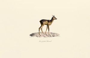 Capriolo Cerbiatto da Jacques Christophe Werner