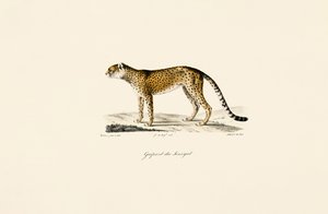  da Jacques Christophe Werner