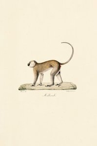  da Jacques Christophe Werner