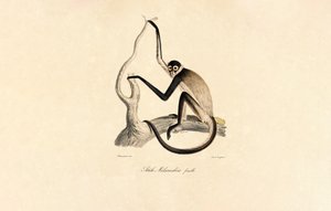  da Jacques Christophe Werner