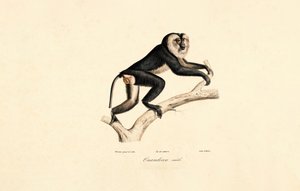  da Jacques Christophe Werner
